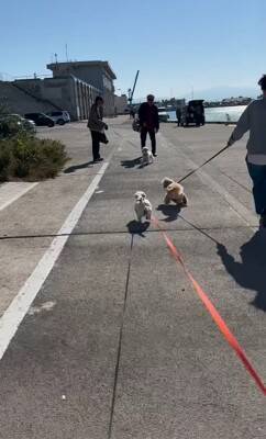 何も知らない犬の前に『親友が１年ぶりにサプライズ登場』した結果…想像以上に『喜びが爆発する光景』が泣けると46万再生「素敵」「感動した」