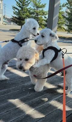 何も知らない犬の前に『親友が１年ぶりにサプライズ登場』した結果…想像以上に『喜びが爆発する光景』が泣けると46万再生「素敵」「感動した」