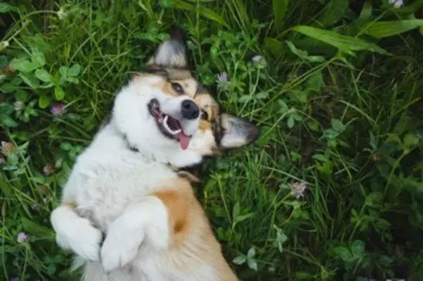 犬が『幸せに過ごすために必要なこと』５選　愛犬の幸福度を上げるプロセスや必ず知っておくべきことまで