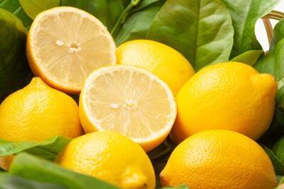 犬にとって『危険なニオイ』５選　嗅がせてはいけない理由や体に与えるダメージまで