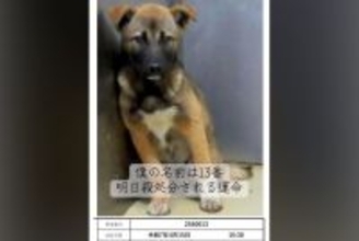『僕の名前は13番』番号で呼ばれ、処分寸前だった犬→ギリギリで助けられ…『現在の光景』に涙が出ると27万再生「号泣」「幸せになってね」