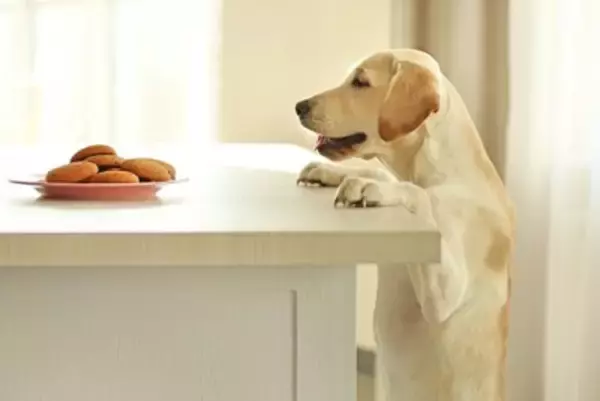 犬が『人間の食べ物を欲しがる』理由4つ　執拗に要求してくるときの対処法まで