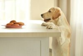 犬が『人間の食べ物を欲しがる』理由4つ　執拗に要求してくるときの対処法まで