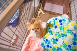 犬が亡くなるかもしれない『危険な留守番方法』５選　怪我のリスクや起こり得るトラブルとは？