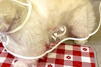 雨の日散歩のため『犬にレインコートを着せた』結果…『一旦考えさせて』思っていたのと違う光景に3万いいね「不服そうで草」「笑い止まらんｗ」