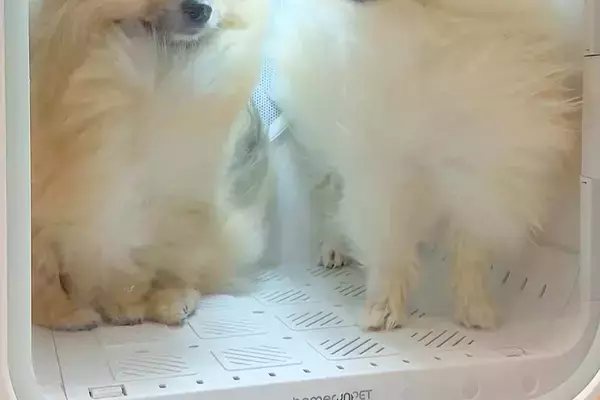 犬2匹を初めて『ドライボックス』の中に入れた結果→想像以上に『気まずい表情』が21万表示「ぎこちない会話してそうｗ」「高校生カップルか」