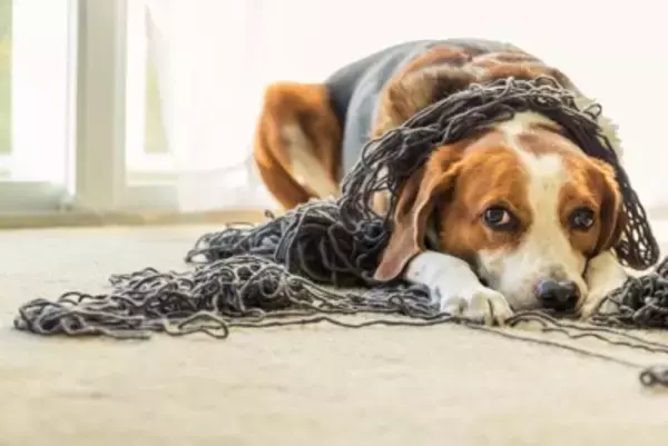 犬が誤飲すると『危険なモノ』4選　避けるべき理由や緊急時の応急処置まで