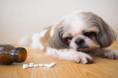 犬が誤飲すると『危険なモノ』4選　避けるべき理由や緊急時の応急処置まで