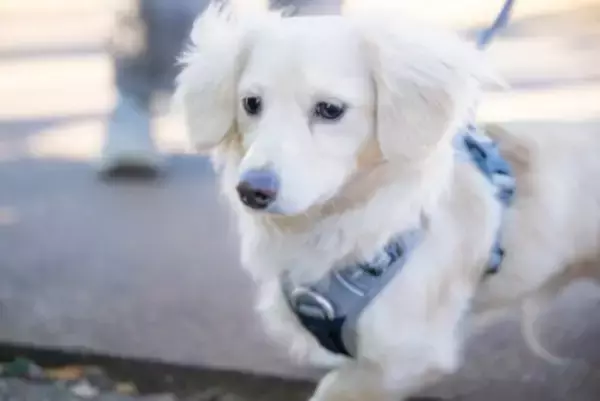 犬に苦痛を与える『ハーネス』の特徴５選　間違った選び方や装着のコツまで