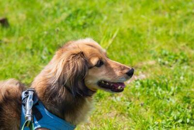 犬に苦痛を与える『ハーネス』の特徴５選　間違った選び方や装着のコツまで