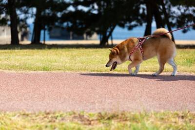 犬に苦痛を与える『ハーネス』の特徴５選　間違った選び方や装着のコツまで