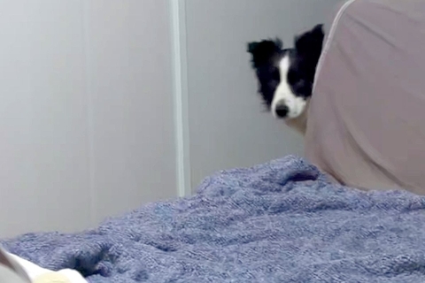 風邪で寝込んでいたら、犬たちが『心配』とやってきて…言葉は無くても伝わる『愛に溢れた光景』が11万再生「私も看病されたい」「看護師さん」