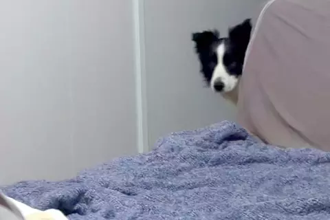 風邪で寝込んでいたら、犬たちが『心配』とやってきて…言葉は無くても伝わる『愛に溢れた光景』が11万再生「私も看病されたい」「看護師さん」