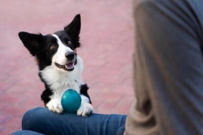 犬が『独り占め』したがるモノとは？取られたくないときにみせる行動や独占欲が強すぎる場合の注意点まで