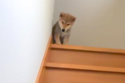帰るたび『おかえり！』と大喜びしていた赤ちゃん犬→10年後も同じように…思わず涙が出る『現在までの軌跡』が116万再生「成長感じて泣く」