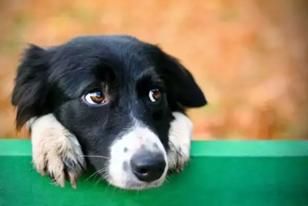 犬に絶対NGな『飼い方』5選　愛犬を不幸にするお世話の仕方や間違ったしつけまで解説