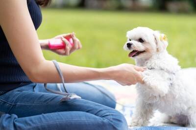 犬に絶対NGな『飼い方』5選　愛犬を不幸にするお世話の仕方や間違ったしつけまで解説