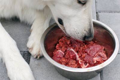 犬が『ミネラル不足』になっている症状5つ　体に現れる不調や対策まで