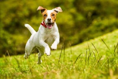 犬が『ミネラル不足』になっている症状5つ　体に現れる不調や対策まで