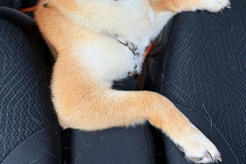 後部座席から顔を出す犬→何気なく振り返ったら…思った以上に『イケメンすぎる一枚』に絶賛「めっちゃモテそうｗ」「助手席でキュンとするやつ」