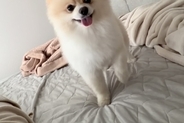 ママに起きて欲しい『吠えない犬』→『どうやって起こすのかな』とこっそり撮影すると…とんでもなく尊い行動が11万再生「なんて優しい起こし方」