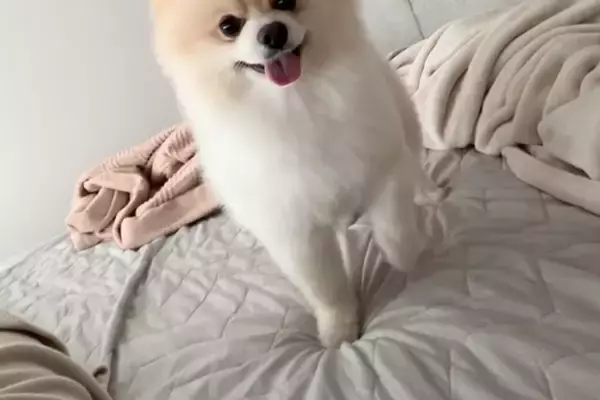 ママに起きて欲しい『吠えない犬』→『どうやって起こすのかな』とこっそり撮影すると…とんでもなく尊い行動が11万再生「なんて優しい起こし方」