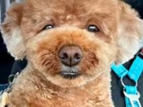 トリミングサロンで『いつものでお願いします』と頼んだ結果、帰ってきた犬が…衝撃のヘアスタイルが51万再生「寿司屋の大将で草」「爆笑ｗｗ」