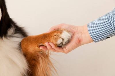 犬が指示なしで『オテ』をしてくる理由5つ　主な心理や愛犬が飼い主に伝えたい気持ちまで