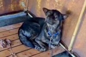 警察署で保護された迷子犬→どれだけ待っても飼い主に来てもらえず…感動的な『現在の様子』に涙「幸せになって」「なんて素晴らしい出会い」