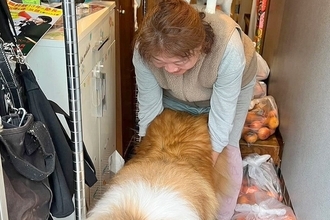 犬が外に出ないように抑えていたら、背中に違和感が…まさかの『ブレーメンの音楽隊』になる光景が20万表示「爆笑した」「可愛い世界すぎる」