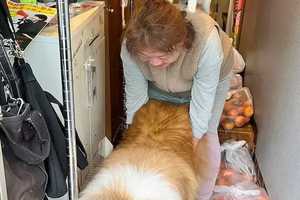 犬が外に出ないように抑えていたら、背中に違和感が…まさかの『ブレーメンの音楽隊』になる光景が20万表示「爆笑した」「可愛い世界すぎる」