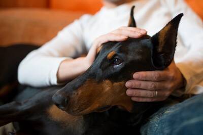 犬が『飼い主の近くに来る』心理5つ　愛犬が傍に寄ってくる理由や仲を深めるためにすべきことまで