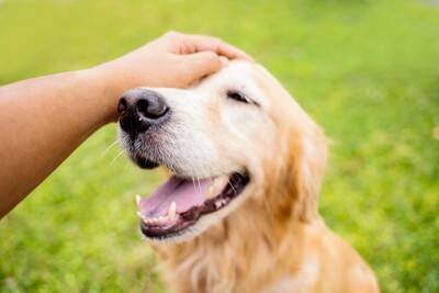 犬が『飼い主の近くに来る』心理5つ　愛犬が傍に寄ってくる理由や仲を深めるためにすべきことまで
