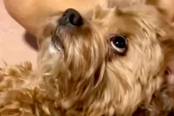 妻の頭をマッサージしていたら、犬が『ボクもやってほしい』とせがんできて…人間の子どものような光景が21万再生「一石二鳥で最高」「白目ｗ」