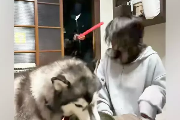『悪者に襲われたら、愛犬はご飯中でも助けてくれるのか？』を検証→『追い返してくれる』と思いきや…衝撃の展開が147万再生「素晴らしいｗ」
