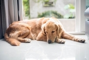 犬が『お腹が痛い』ときにみせるサイン4選　腹痛の原因や危険な症状まで