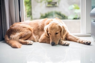 犬が『お腹が痛い』ときにみせるサイン4選　腹痛の原因や危険な症状まで