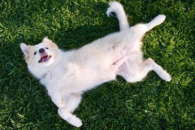 犬が『お腹が痛い』ときにみせるサイン4選　腹痛の原因や危険な症状まで
