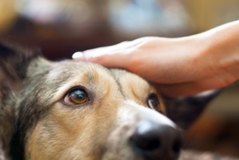 腫瘍じゃない！犬の「脂肪織炎」って知っていますか？【獣医師執筆】