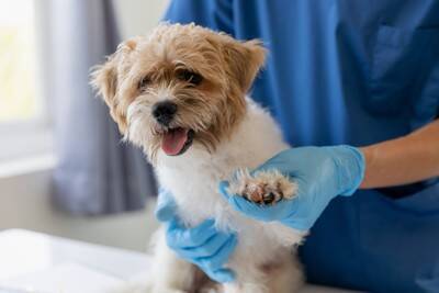 腫瘍じゃない！犬の「脂肪織炎」って知っていますか？【獣医師執筆】