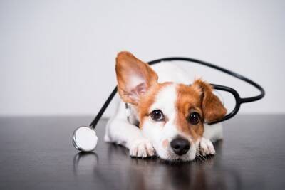 腫瘍じゃない！犬の「脂肪織炎」って知っていますか？【獣医師執筆】