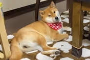 『1ヶ月ぶりの息子の帰省』に気付いていない犬→『お兄ちゃん』と言うと、急いで玄関に向かって…尊い反応に「大喜びだね」「愛されてる」の声