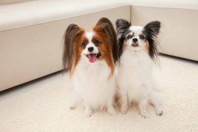 犬が『鳴き続ける』ときにできること4つ　吠えてしまう理由や落ち着かせる方法まで解説