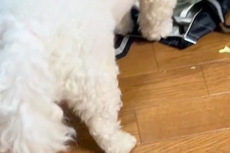 やけに静かな犬→『おかしいな』と思って見てみたら…怒るに怒れない『まさかの光景』に反響「ダメでしたか？って顔ｗ」「可愛いから許しちゃう」