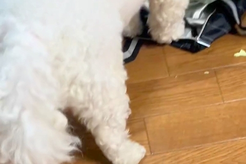 やけに静かな犬→『おかしいな』と思って見てみたら…怒るに怒れない『まさかの光景』に反響「ダメでしたか？って顔ｗ」「可愛いから許しちゃう」