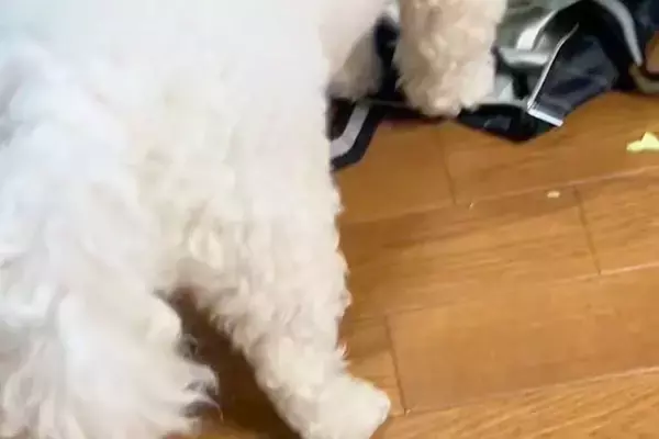 やけに静かな犬→『おかしいな』と思って見てみたら…怒るに怒れない『まさかの光景』に反響「ダメでしたか？って顔ｗ」「可愛いから許しちゃう」