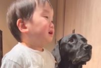 小さな男の子がママに叱られていると、大型犬が間に入って…まるで『人間のような行動』が173万再生「健気で涙出ちゃう」「心配してるんだね」