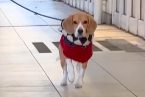 犬の散歩中、ママがサプライズで登場した結果→ゆっくり近づいて…確信した瞬間の『人間のようなリアクション』が話題「完全に人ｗ」「嬉しいね」