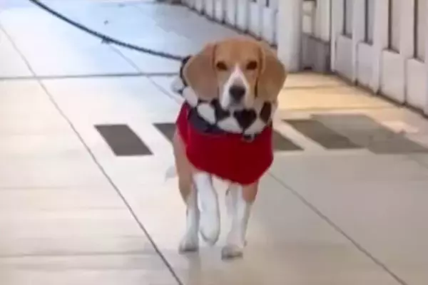 犬の散歩中、ママがサプライズで登場した結果→ゆっくり近づいて…確信した瞬間の『人間のようなリアクション』が話題「完全に人ｗ」「嬉しいね」