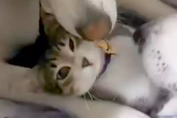 『道端でうずくまっていた子猫』を保護→大型犬が暮らす家にお迎えしたら…種族を超えた尊い光景が12万再生「最強ボディーガード」「幸せそう」